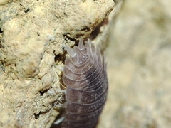 Porcellio