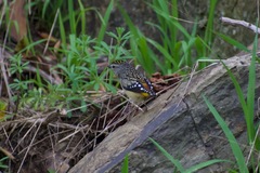Pardalotus punctatus