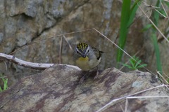 Pardalotus punctatus