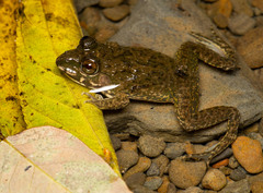 Hoplobatrachus chinensis