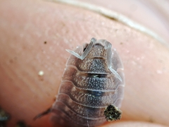 Porcellio