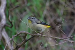 Pardalotus punctatus