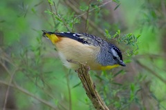 Pardalotus punctatus