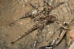 Dolomedes raptor