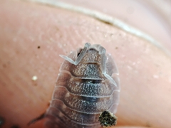 Porcellio