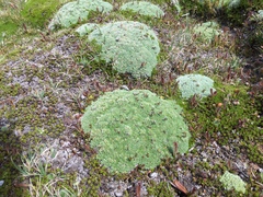 Pterygopappus lawrencei