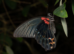 Papilio memnon heronus