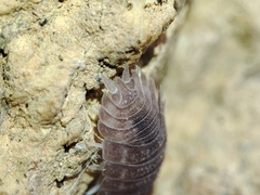 Porcellio