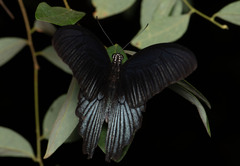 Papilio memnon heronus