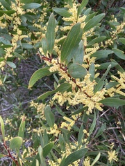 Juliflorae
