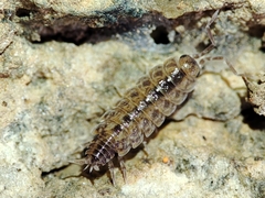 Porcellionides cingendus