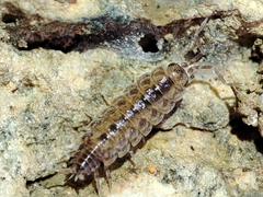 Porcellionides cingendus