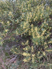 Juliflorae