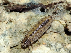 Porcellionides cingendus