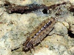 Porcellionides cingendus