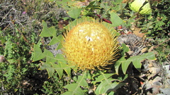 Banksia baxteri