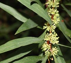 Hakea salicifolia