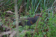 Gallirallus philippensis