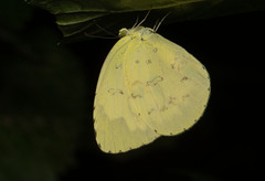 Eurema blanda arsakia