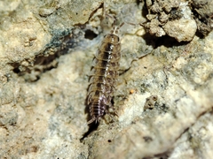 Porcellionides cingendus