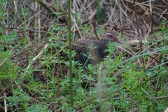 Gallirallus philippensis