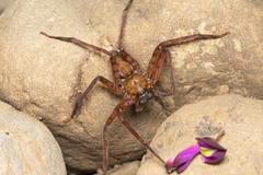 Heteropoda venatoria