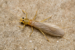 Perloidea
