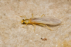 Perloidea