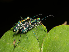 Cosmodela batesi