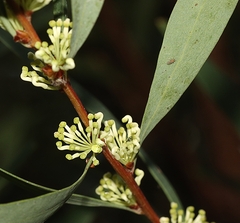 Hakea salicifolia