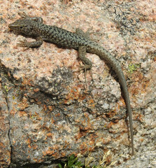 Archaeolacerta bedriagae