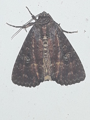 Condica