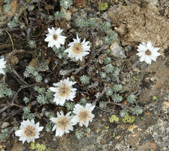 Castroviejoa frigida