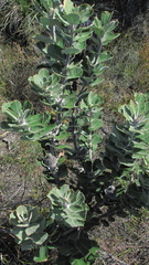 Banksia coccinea