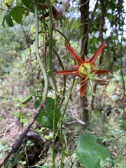 Passiflora cinnabarina