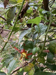 Passiflora cinnabarina