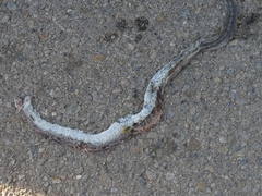 Zamenis scalaris