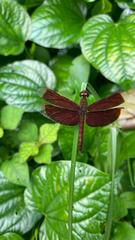 Neurothemis fluctuans