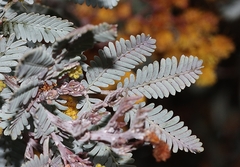 Acacia baileyana