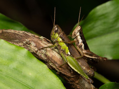 Pseudoxya diminuta