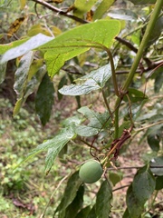 Passiflora cinnabarina