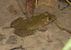 Hoplobatrachus chinensis