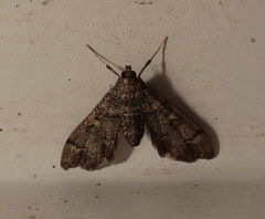 Nacoleia oncophragma