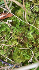 Thuidium delicatulum