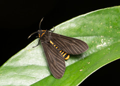 Amsactoides solitaria