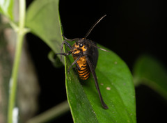 Amsactoides solitaria