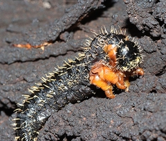 Perga affinis