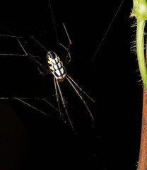 Leucauge tessellata