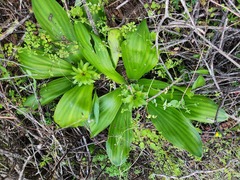 Eucomis regia