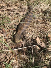 Tiliqua scincoides